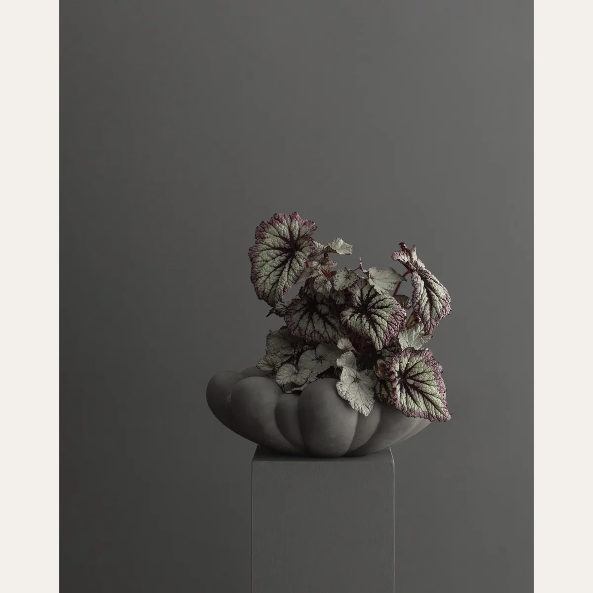 Bloom Tray, Big